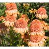 ECHINACEA 'SUPREME™ CANTALOUPE shut
