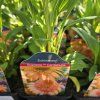 ECHINACEA 'SUPREME™ CANTALOUPE' kak