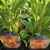 ECHINACEA 'SUPREME™ CANTALOUPE' kak1