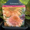 ECHINACEA 'SUPREME™ CANTALOUPE' kak2