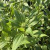 ECHINACEA 'SUPREME™ CANTALOUPE' kak3