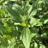 ECHINACEA 'SUPREME™ CANTALOUPE' kak4