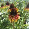 ECHINACEA 'PARROT' kak1