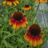 ECHINACEA 'PARROT' kak4