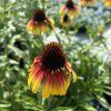 ECHINACEA 'PARROT' kak8