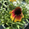 ECHINACEA 'PARROT' kak9