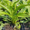 ECHINACEA 'PARROT' kak2