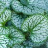 BRUNNERA MACROPHYLLA 'SILVER HEART'_istock