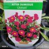 ASTER DUMOSUS 'GRANAT' kak1