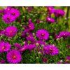ASTER DUMOSUS 'GRANAT' shut