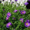 ASTER DUMOSUS 'INDIGO' IST1
