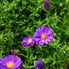 ASTER DUMOSUS 'INDIGO' IST