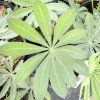 LUPINUS 'MANHATTAN LIGHTS' kak1
