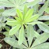 LUPINUS 'MANHATTAN LIGHTS' kak2