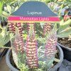 LUPINUS 'MANHATTAN LIGHTS' kak