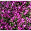 LOBELIA ERINUS 'CASCADE RED' shut