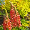 LUPINUS 'TEQUILA FLAME'_istock