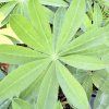 LUPINUS 'RACHEL DE THAME' kak1