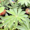 LUPINUS 'RACHEL DE THAME' kak2