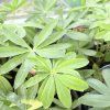LUPINUS 'RACHEL DE THAME' kak3