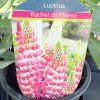 LUPINUS 'RACHEL DE THAME' kak