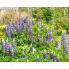 LUPINUS 'PERSIAN SLIPPER' shut