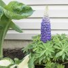 LUPINUS 'PERSIAN SLIPPER'_istock