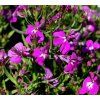 LOBELIA ERINUS 'CASCADE RED' shut1