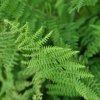 ATHYRIUM FILIX-FEMINA 'ROTSTIEL'  IST
