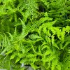 ATHYRIUM FILIX FEMINA 'ROTSTIEL'_kak