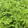 ATHYRIUM FILIX FEMINA 'ROTSTIEL' KAK4