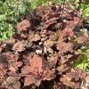 HEUCHERELLA 'SWEET TEA' kak2