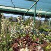 HEUCHERELLA 'SWEET TEA' kak2
