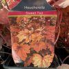 HEUCHERELLA 'SWEET TEA' kak3