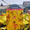 HEUCHERELLA 'STOPLIGHT' kak1