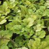 HEUCHERELLA 'STOPLIGHT' kak2