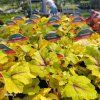 HEUCHERELLA 'STOPLIGHT' kak