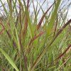 PANICUM VIRGATUM 'SANGRIA' (PROSO PRÚTNATÉ)_kak2
