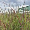 PANICUM VIRGATUM 'SANGRIA' (PROSO PRÚTNATÉ)_kak3