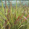 PANICUM VIRGATUM 'SANGRIA' (PROSO PRÚTNATÉ)_kak4