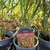 PANICUM VIRGATUM 'SANGRIA' kak1