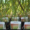 PANICUM VIRGATUM 'SHENANDOAH' kak2