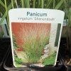 PANICUM VIRGATUM 'SHENANDOAH' kak