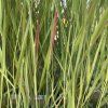 PANICUM VIRGATUM 'SHENANDOAH' kak3