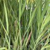PANICUM VIRGATUM 'SHENANDOAH' kak4