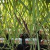 PANICUM VIRGATUM 'SHENANDOAH' kak1