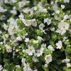 bacopa biela kak6