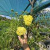 ACHILLEA 'CREDO' kak1