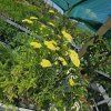 ACHILLEA 'CREDO' kak3