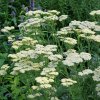 ACHILLEA 'CREDO' (REBRÍČEK)_istock